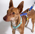 Hundegeschirr Blueberry